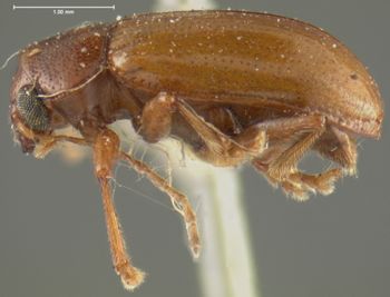 Media type: image;   Entomology 31780 Aspect: habitus lateral view